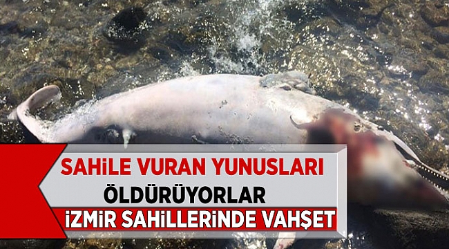 İzmir Sahillerinde Yunus Katliamı! Sahile Vuran Yunuslar Öldürülüyorlar!