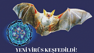 Tayland'da Koronavirüse Benzeyen Bir Virüs Keşfedildi: RacCS203